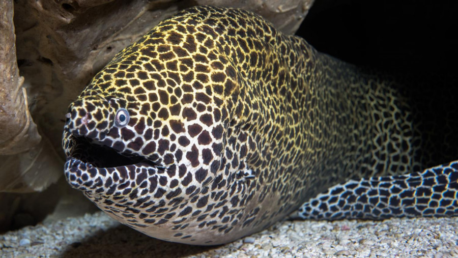 honeycomb moray eel with mouth open