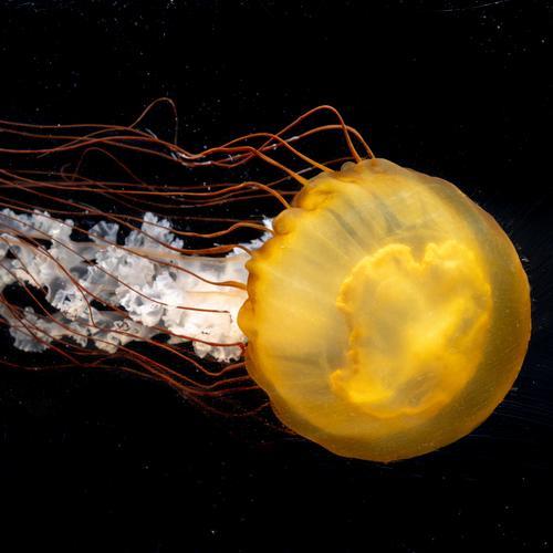 Pacific sea nettle