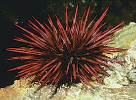  Red Sea Urchin | Online Learning Center | Aquarium of the Pacific 