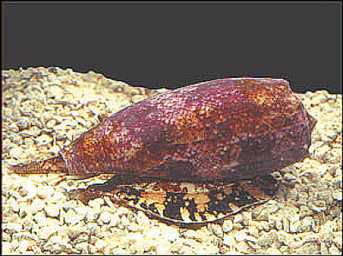 Geographic Cone Snail on rocks