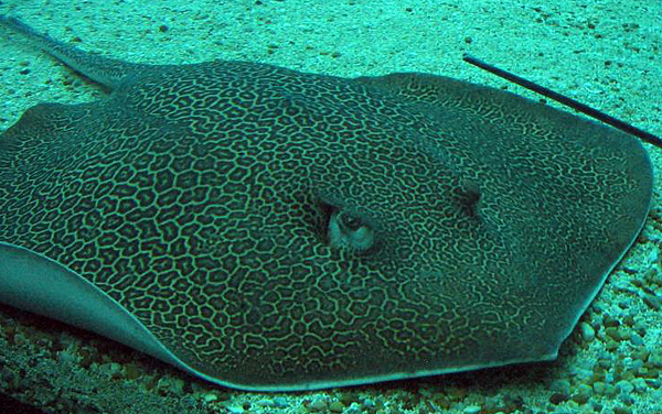 Reticulate Whipray