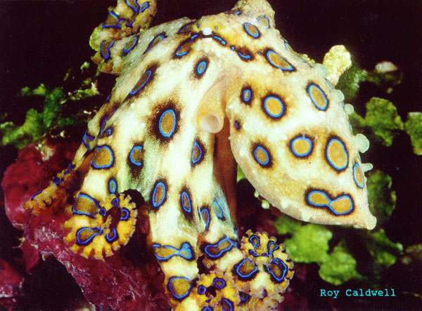 a) Blue-ringed octopus, Hapalochlaena lunulata, well camouflaged in a... |  Download Scientific Diagram