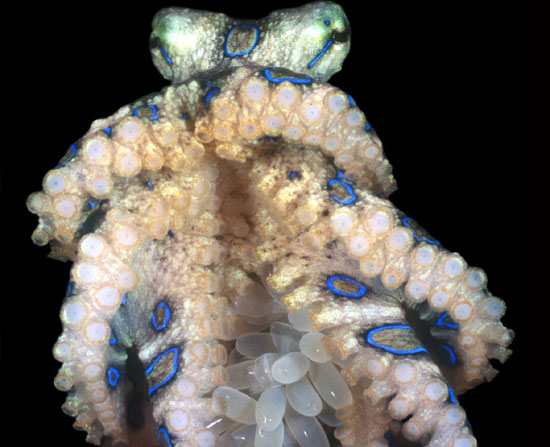 optioneel Kwade trouw anders Greater Blue-ringed Octopus | Online Learning Center | Aquarium of the  Pacific
