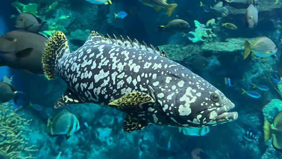 juvenile Queensland grouper swimming