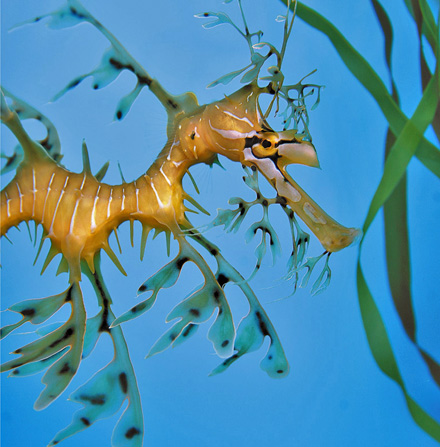 Leafy Seadragon | Online Learning Center | Aquarium of the Pacific