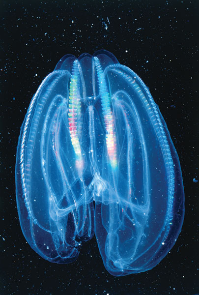 Comb Jelly (Sea Walnut)