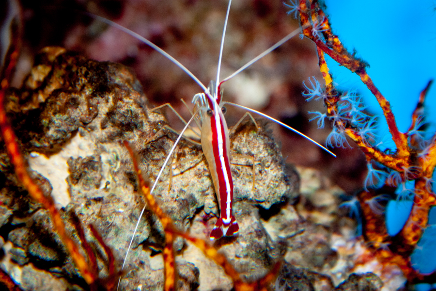 Pacific Cleaner Shrimp top view