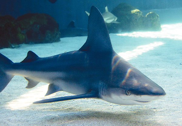 Sandbar Shark Sideview