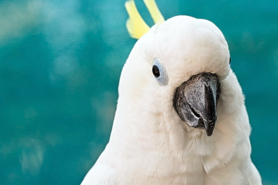 Sulphur-Crested Cockatoo face