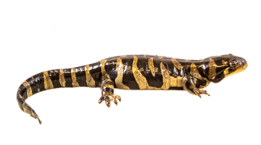 Tiger Salamander | Online Learning Center | Aquarium of the Pacific