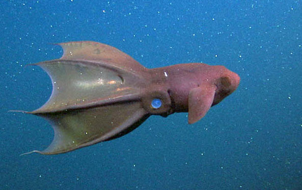 Vampire Squid | Online Learning Center | Aquarium of the Pacific