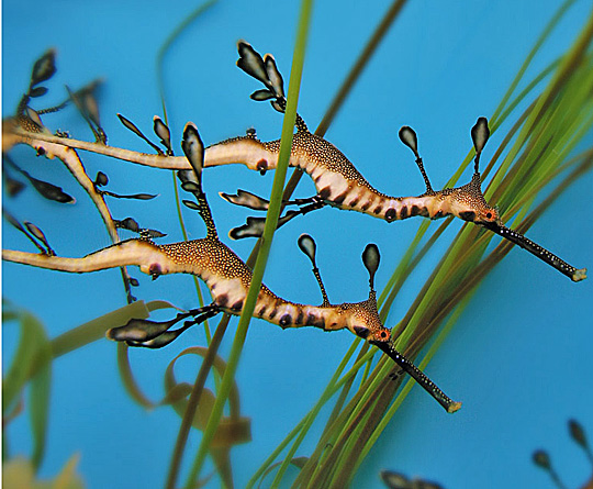 Weedy Seadragon | Online Learning Center | Aquarium of the Pacific