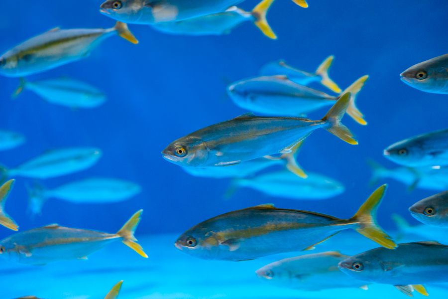 Yellowtail swimming in a blue colored exhibit