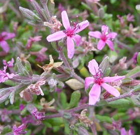 Alkali Heath - pink flower
