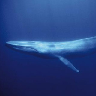 blue whale head (crop)
