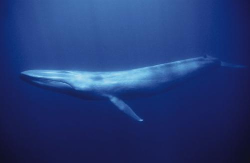 Blue Whale | Online Learning Center | Aquarium of the Pacific