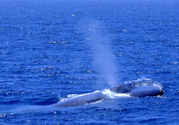Blue Whale Blow