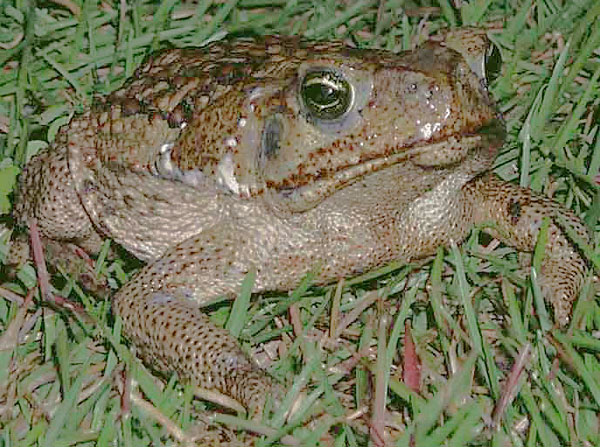 Cane Toad juvenile