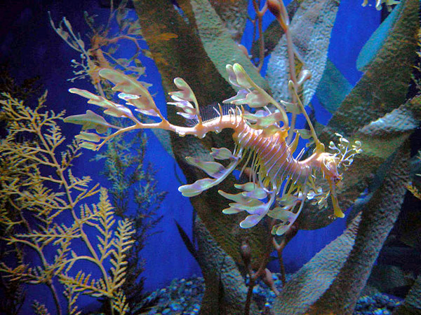 Leafy Sea Dragon in Exhibit
