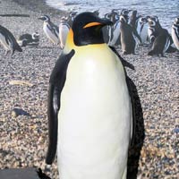 emperor_penguin_statue_THM.jpg
