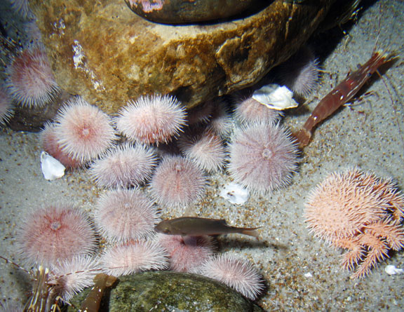 Pink Sea Urchin 4cm  Big Sea Urchin  Philippine Pink Sea Urchin  Terrarium Red