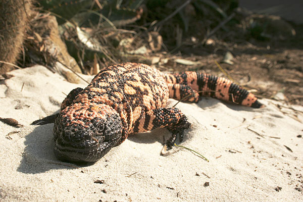 Southern Reticulated Gila Monster front view