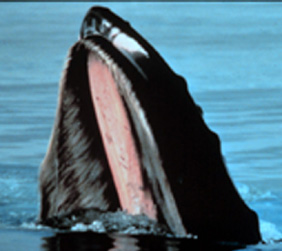 Humpback Whale Baleen