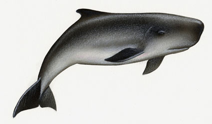 Pygmy sperm whale illustration