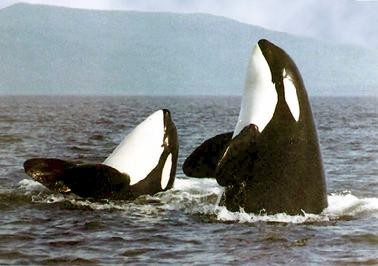 Orca (Killer Whale) | Online Learning Center | Aquarium of the Pacific