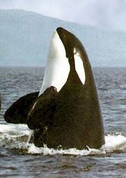 Killer Whale (orca) - thumbnail