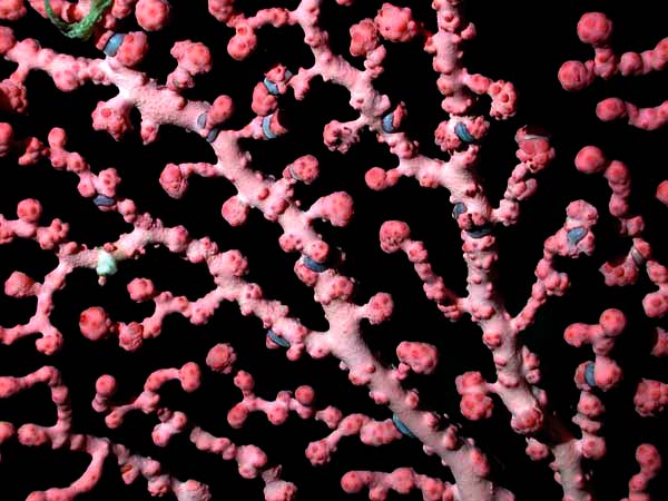 Bubblegum Coral Detail