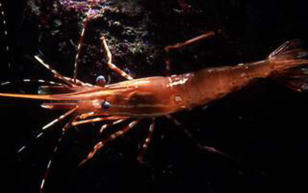http://www.aquariumofpacific.org/images/olc/spot_prawn_noaa.jpg