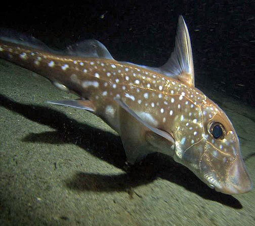 Spotted ratfish on Seafloor