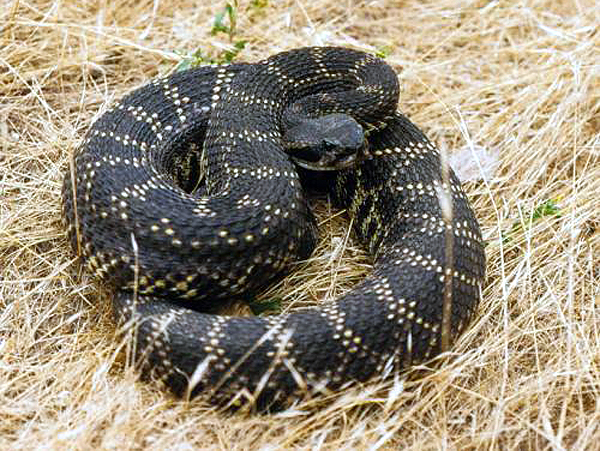 Coiled Southern Pacific Rattlesnake