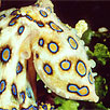Greater Blue-ringed Octopus closeup