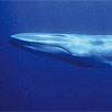 Blue Whale Head