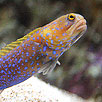 Bluespotted Jawfish Closeup