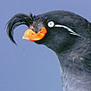 Crested Auklet Head