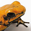 Golden Poison Dart Frog Closeup