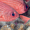 Panamic Soldierfish Closeup