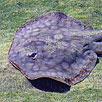 Round Stingray (Round Ray) Closeup