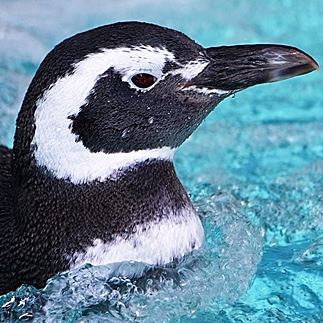 Penguin swimming in blue water