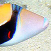 Wedge-tail Triggerfish Head