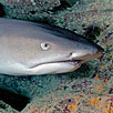 Whitetip Reef Shark Head