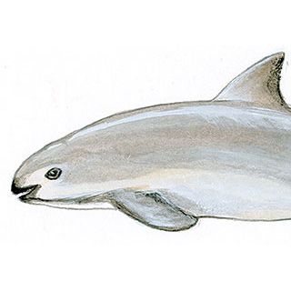 vaquita