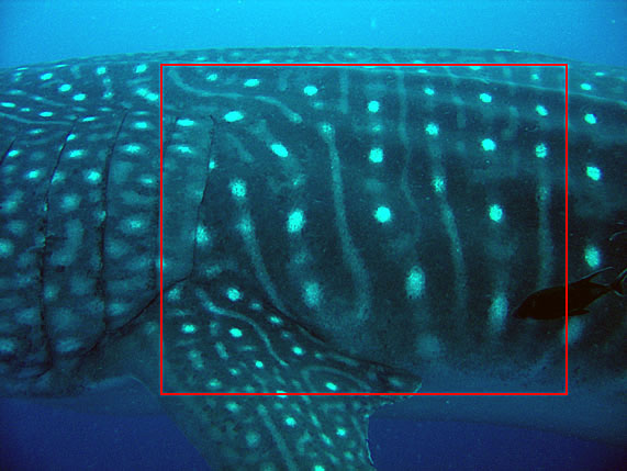 Whale Shark Skin Detail