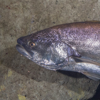 white sea bass