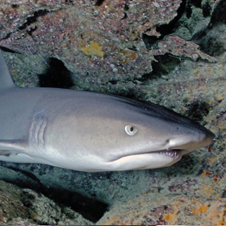 whitetip reef shark