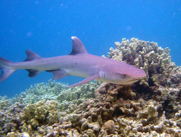 Whitetip Reef Shark Open Ocean
