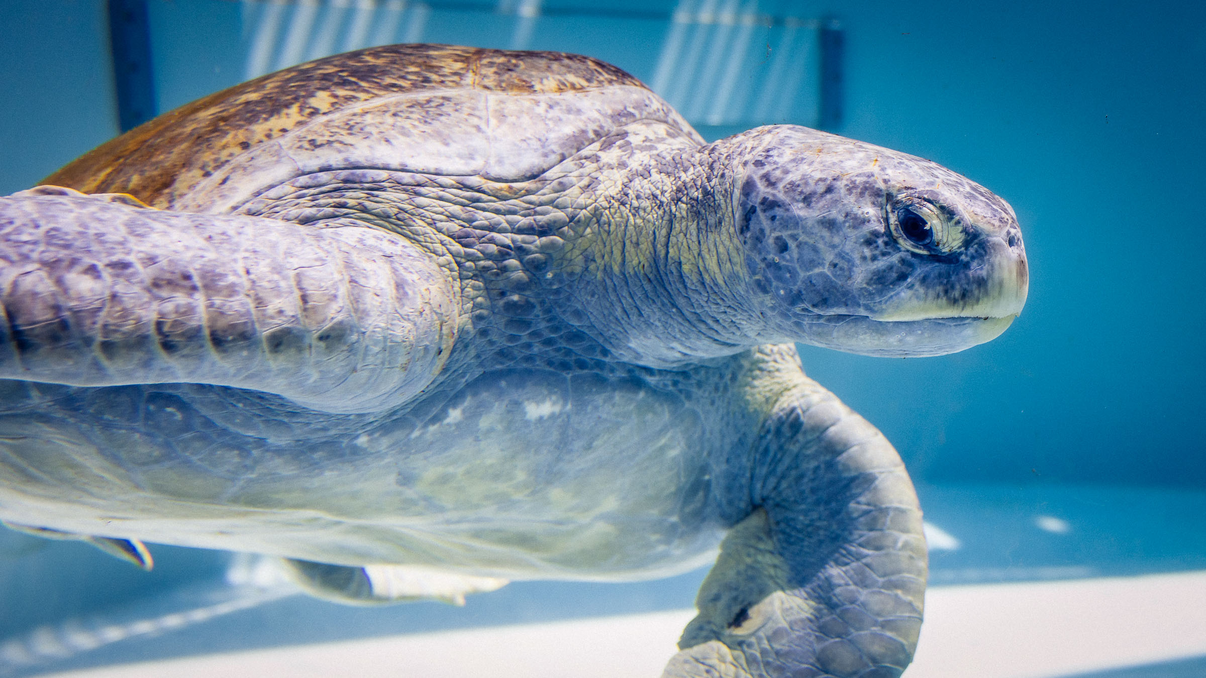 Green sea turtle sideview in rehabilitation tank